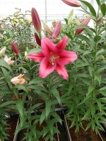 [5192 Palazzo VWS No02.JPG]